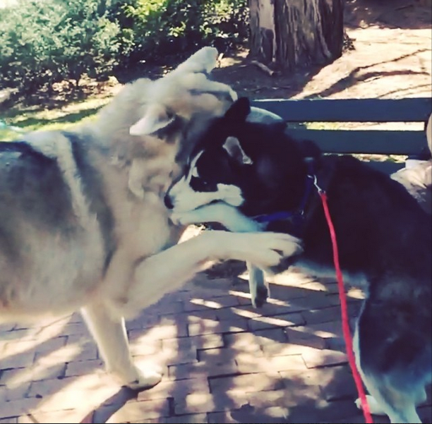 And takes him to play with other dog friends.