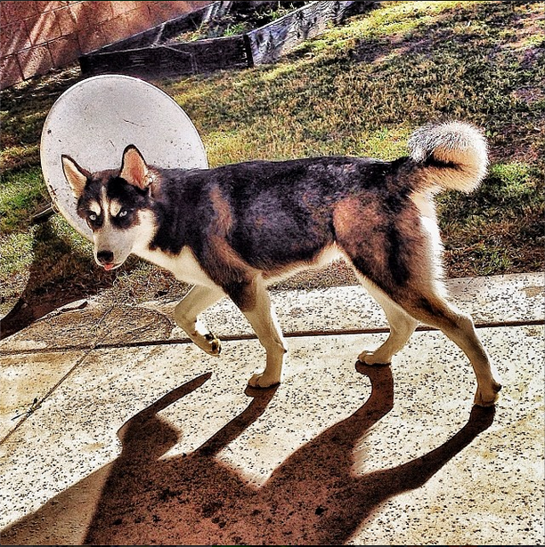 He takes him on walks.