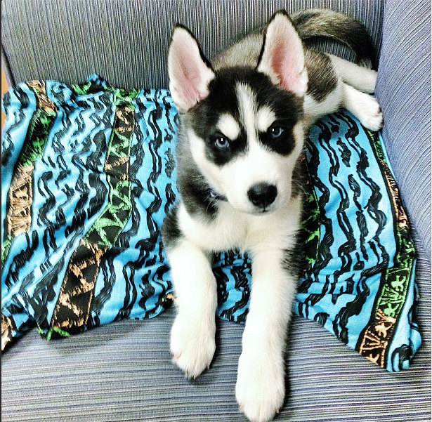 This is Jody Husky.