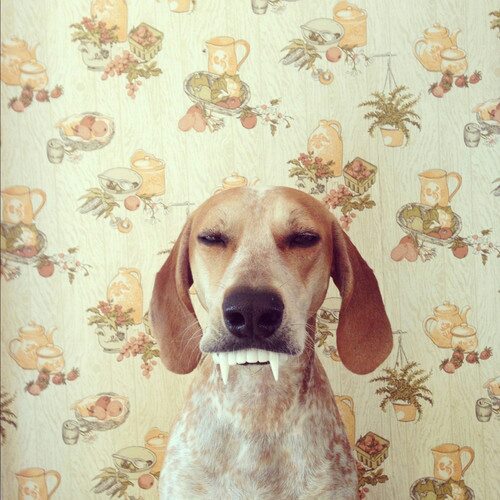 Fangs!