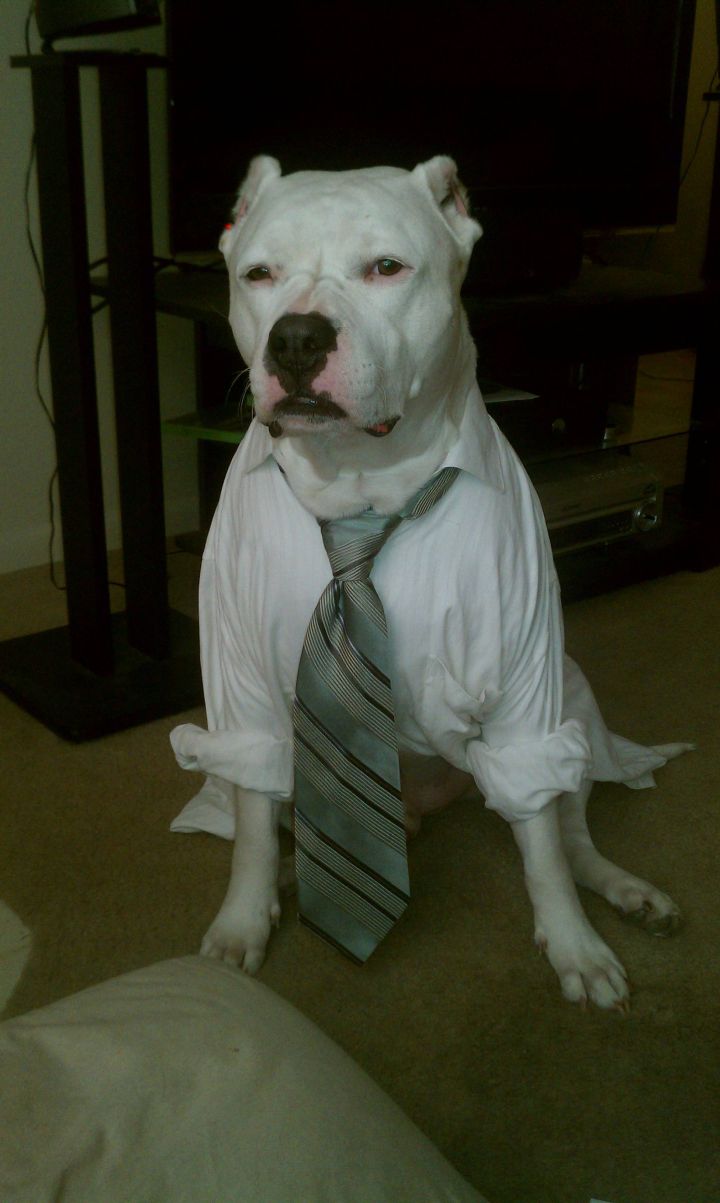 Bawse!