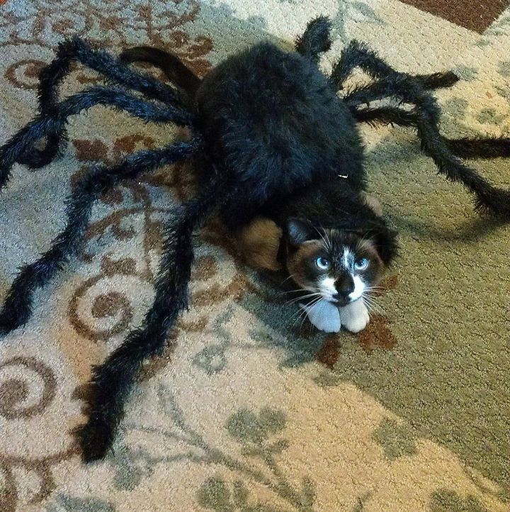 Spider Cat.