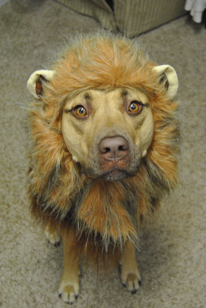 Why you Lion?