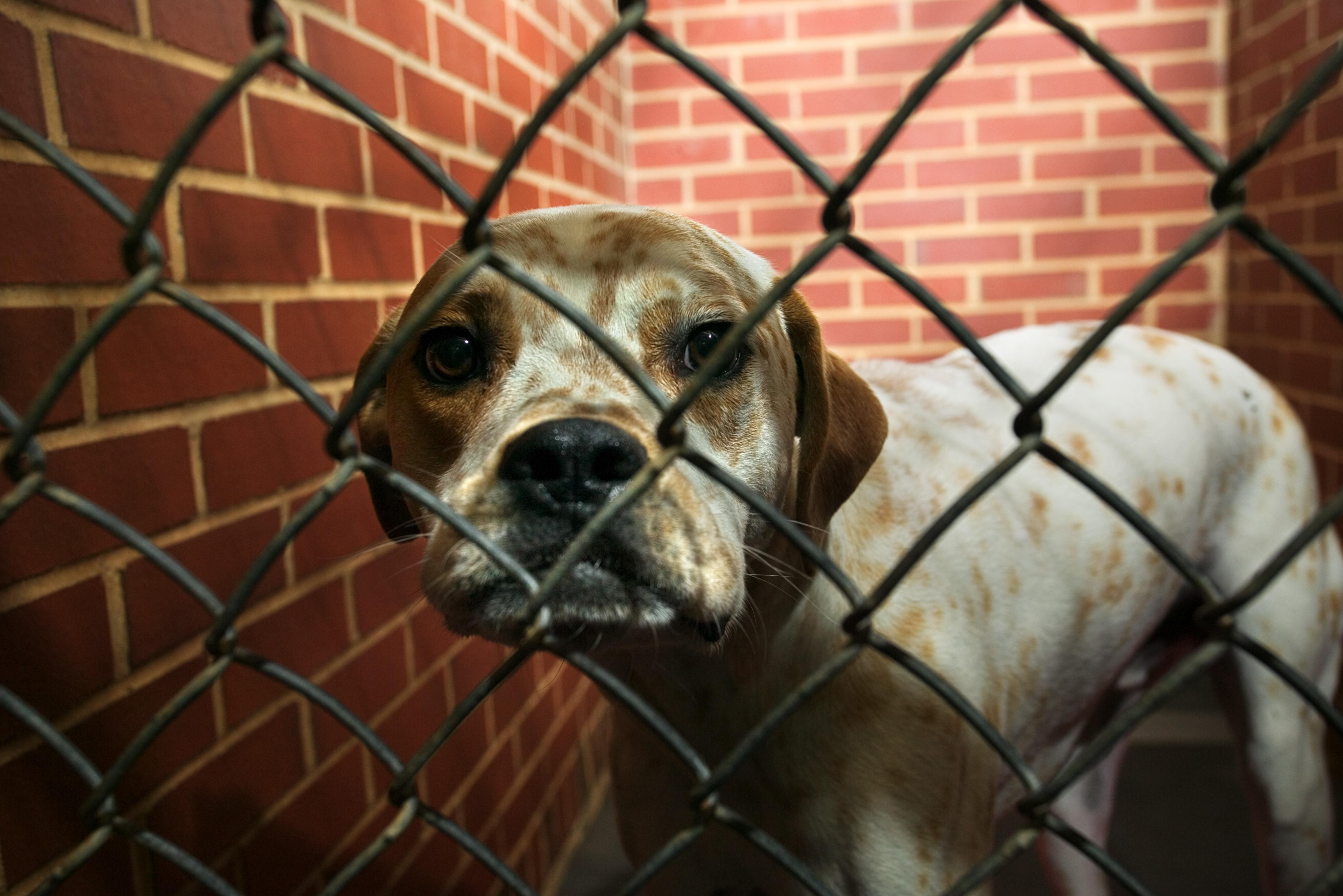 Dog in kennel
