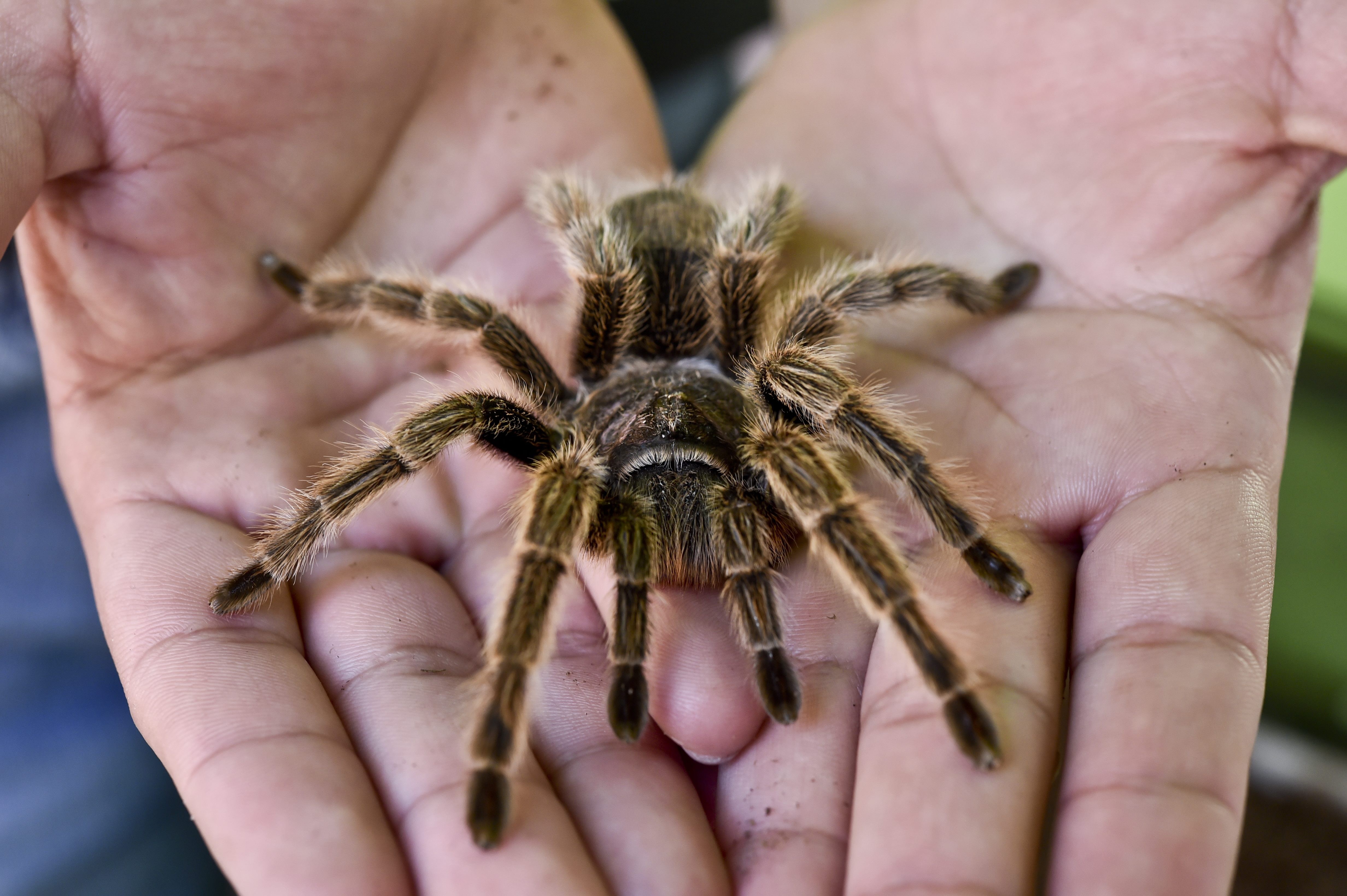 Mexican Tarantula