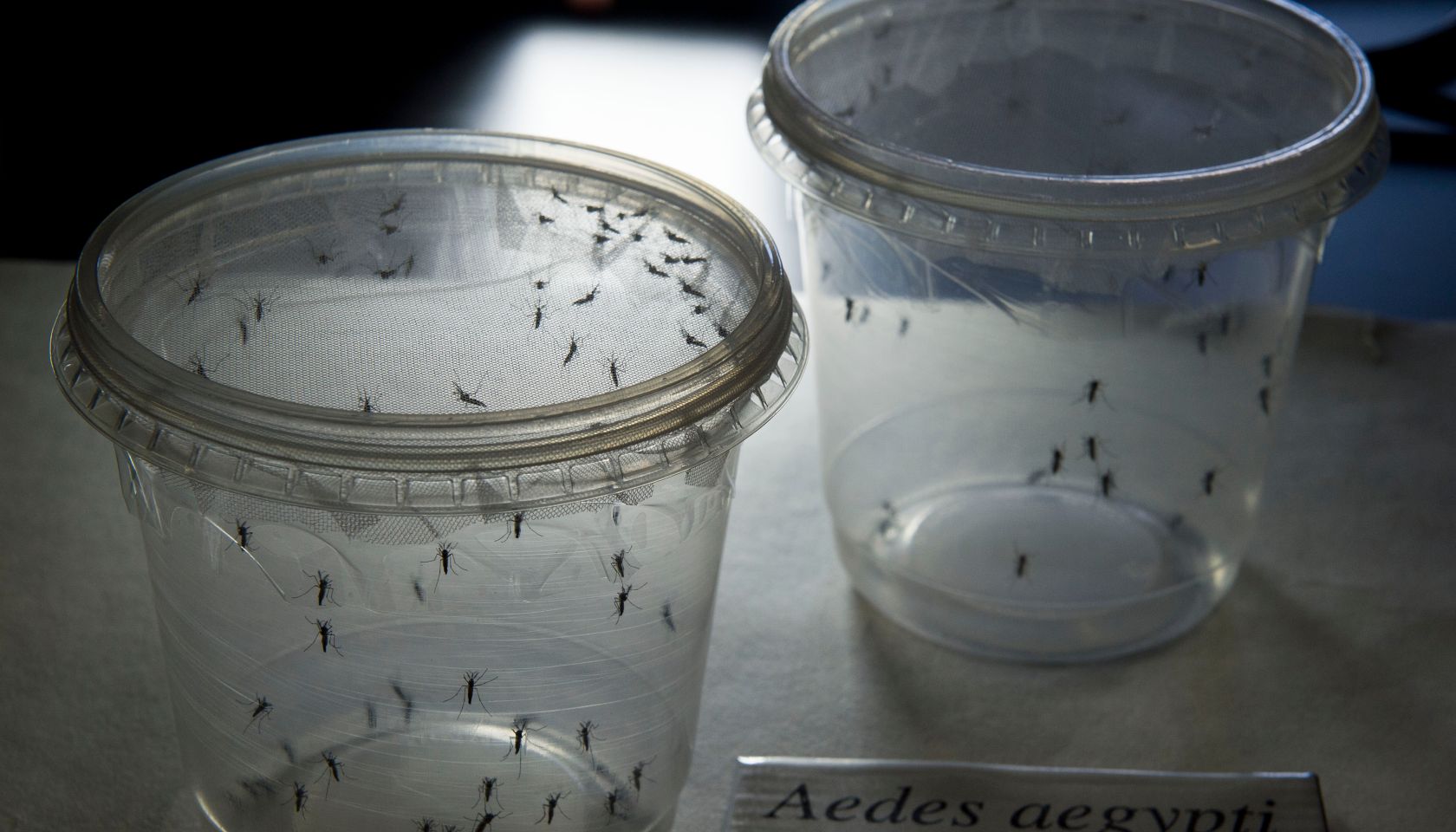 BRAZIL-SENEGAL-SCIENCE-HEALTH-ZIKA-VIRUS