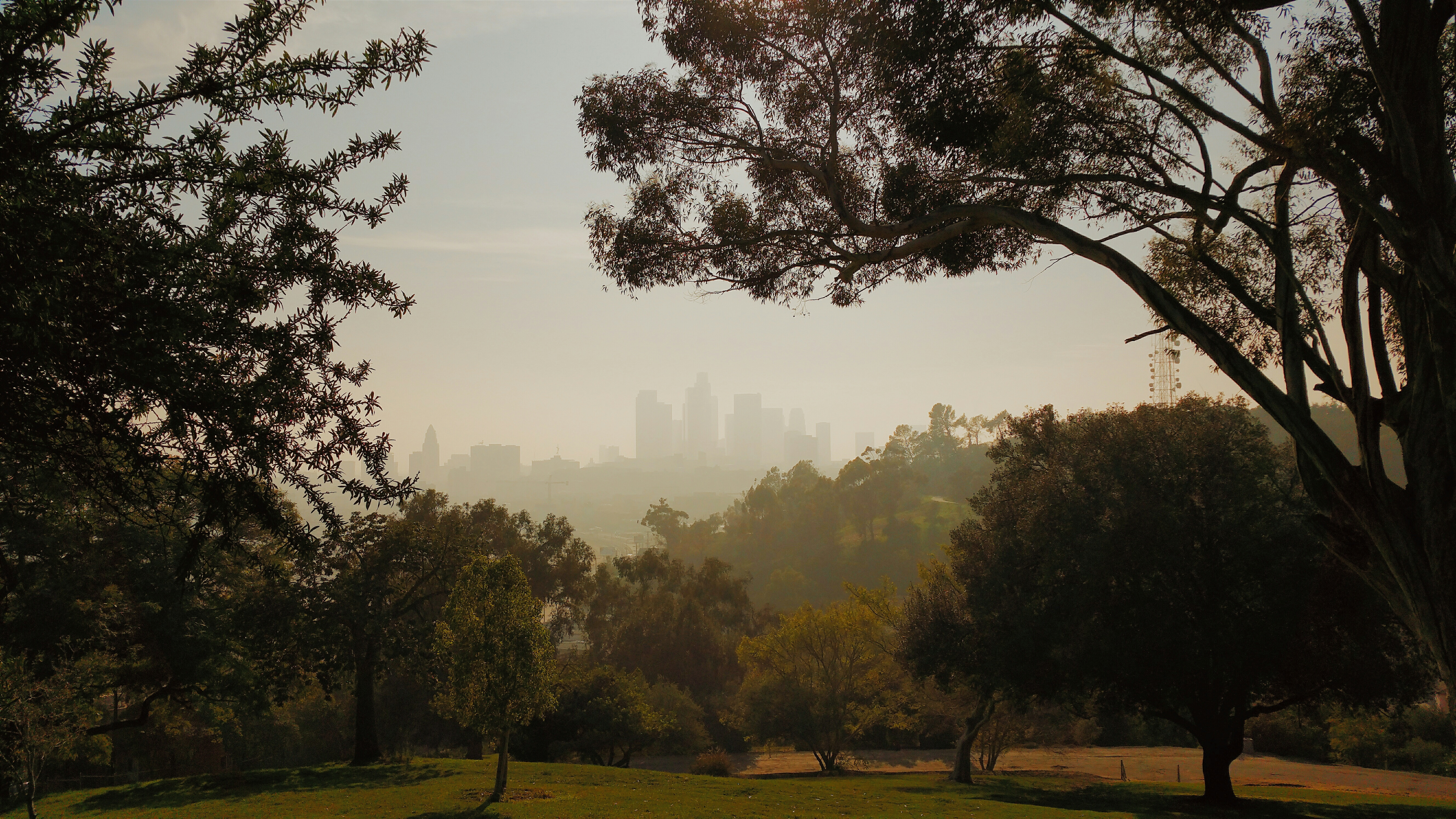 Trees In Park With City In Background