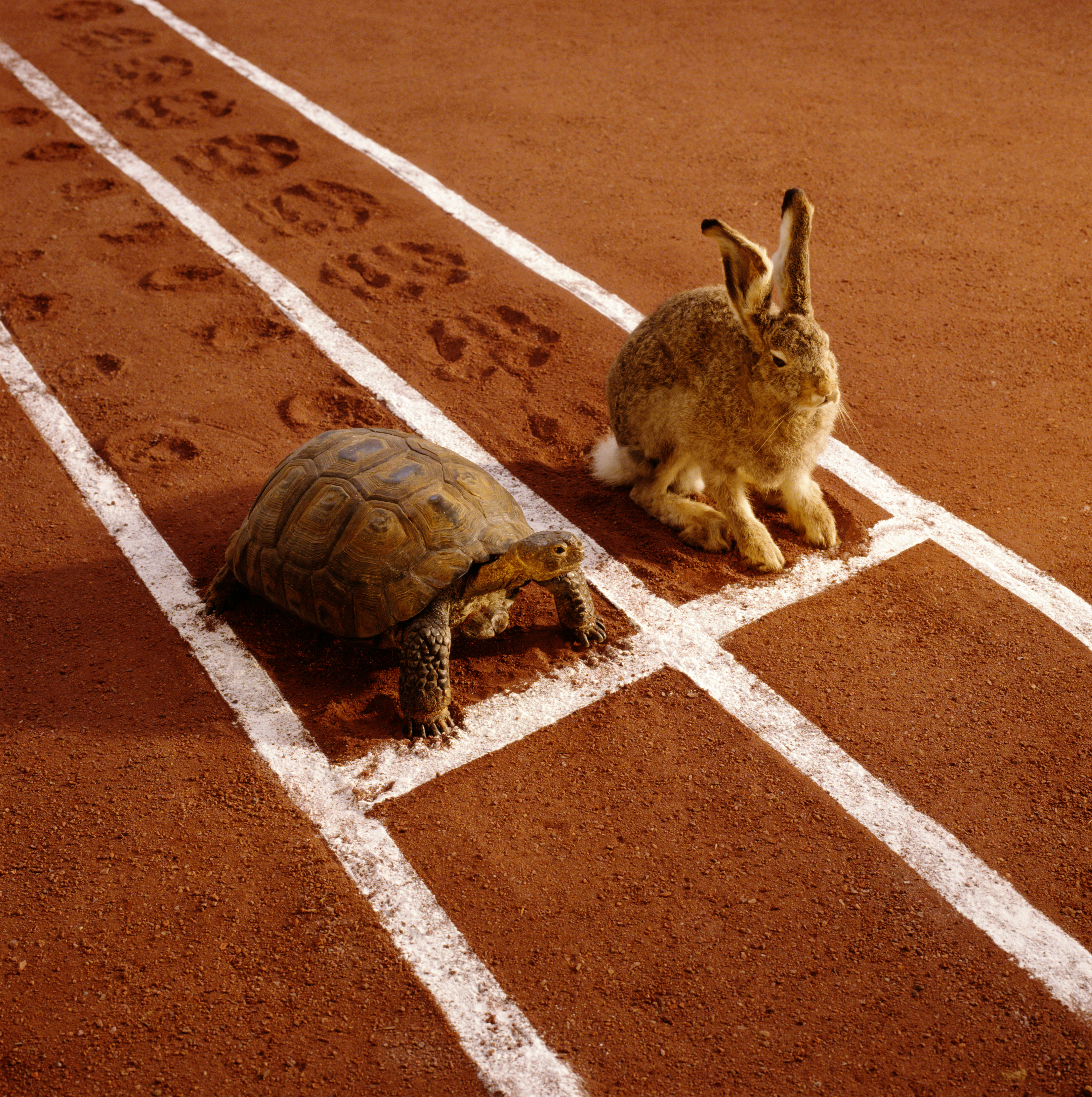 TORTOISE AND HARE ON TRACK