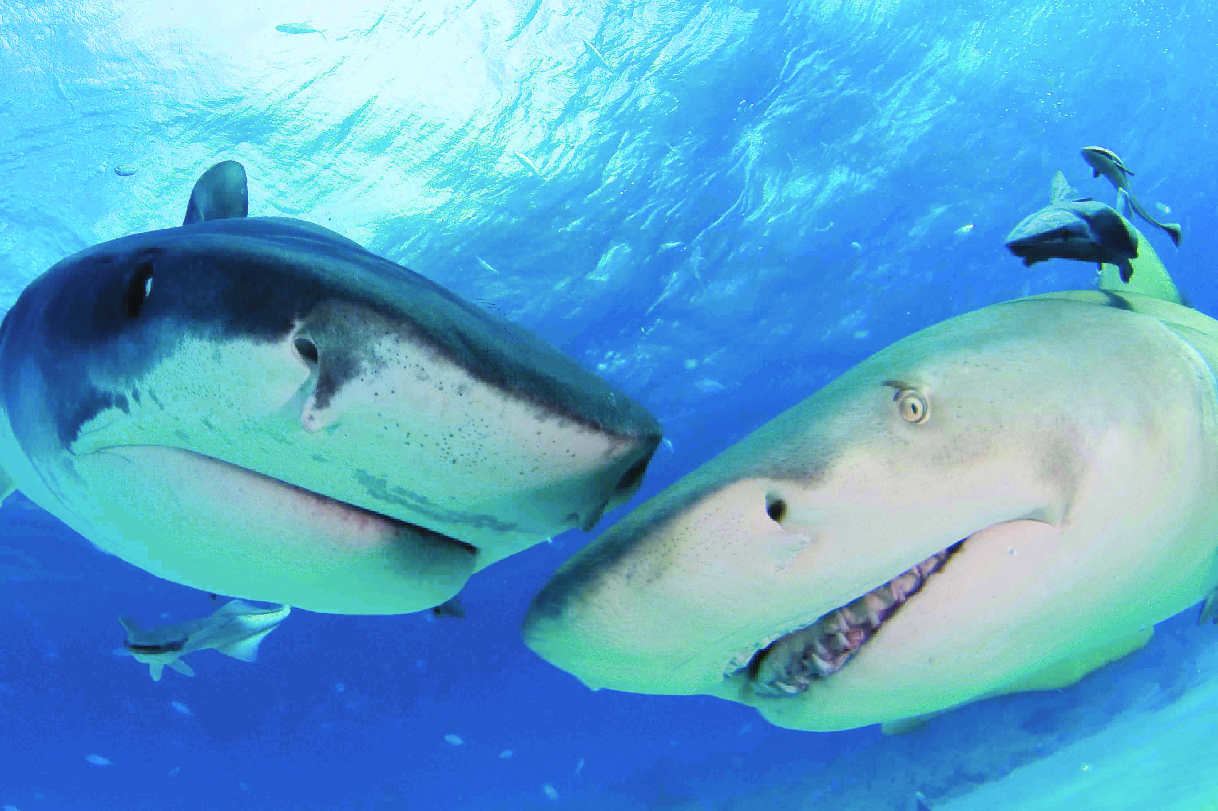 Sharks