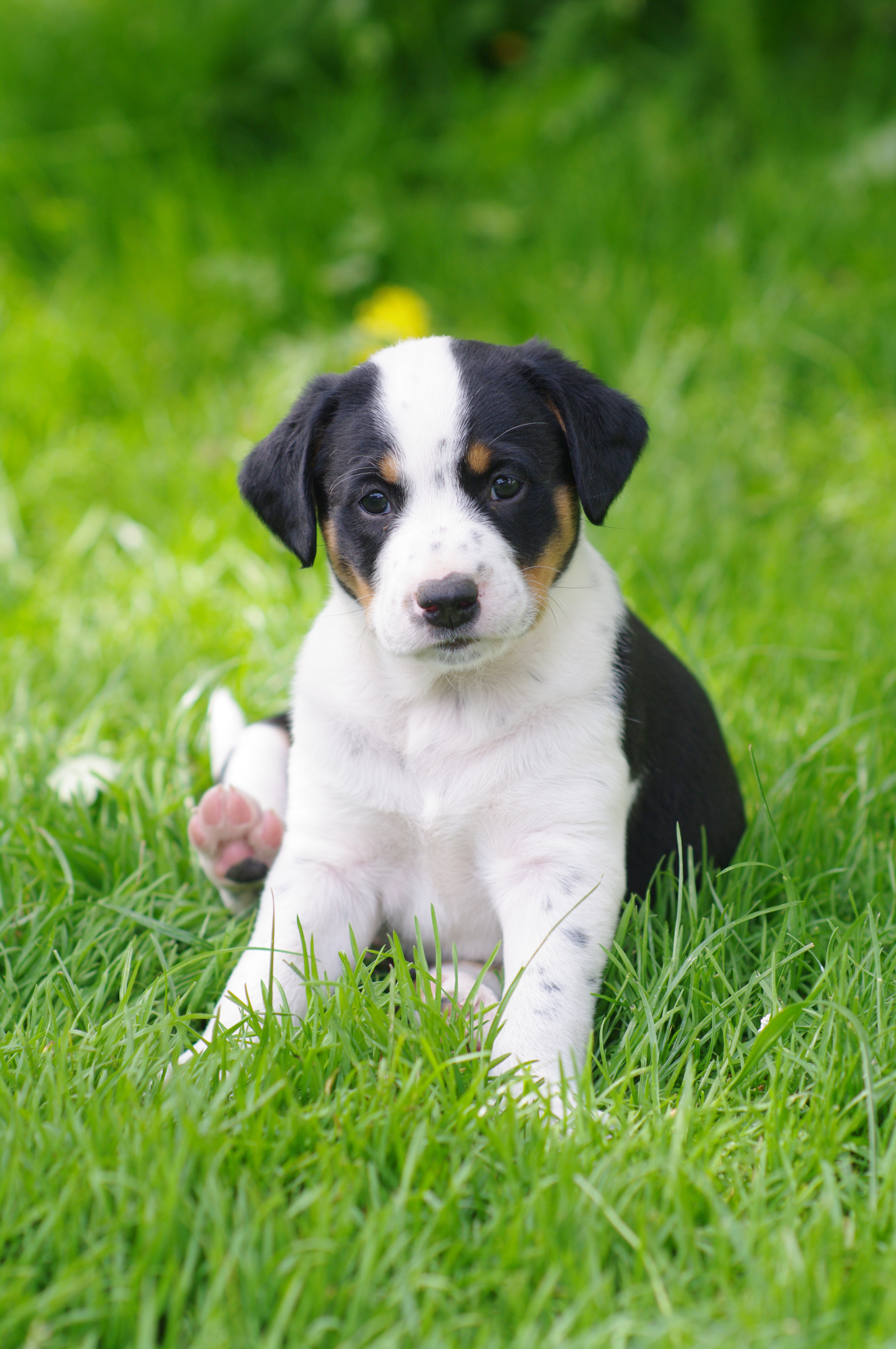 Portrait Of Puppy Sitting On Grassy Field