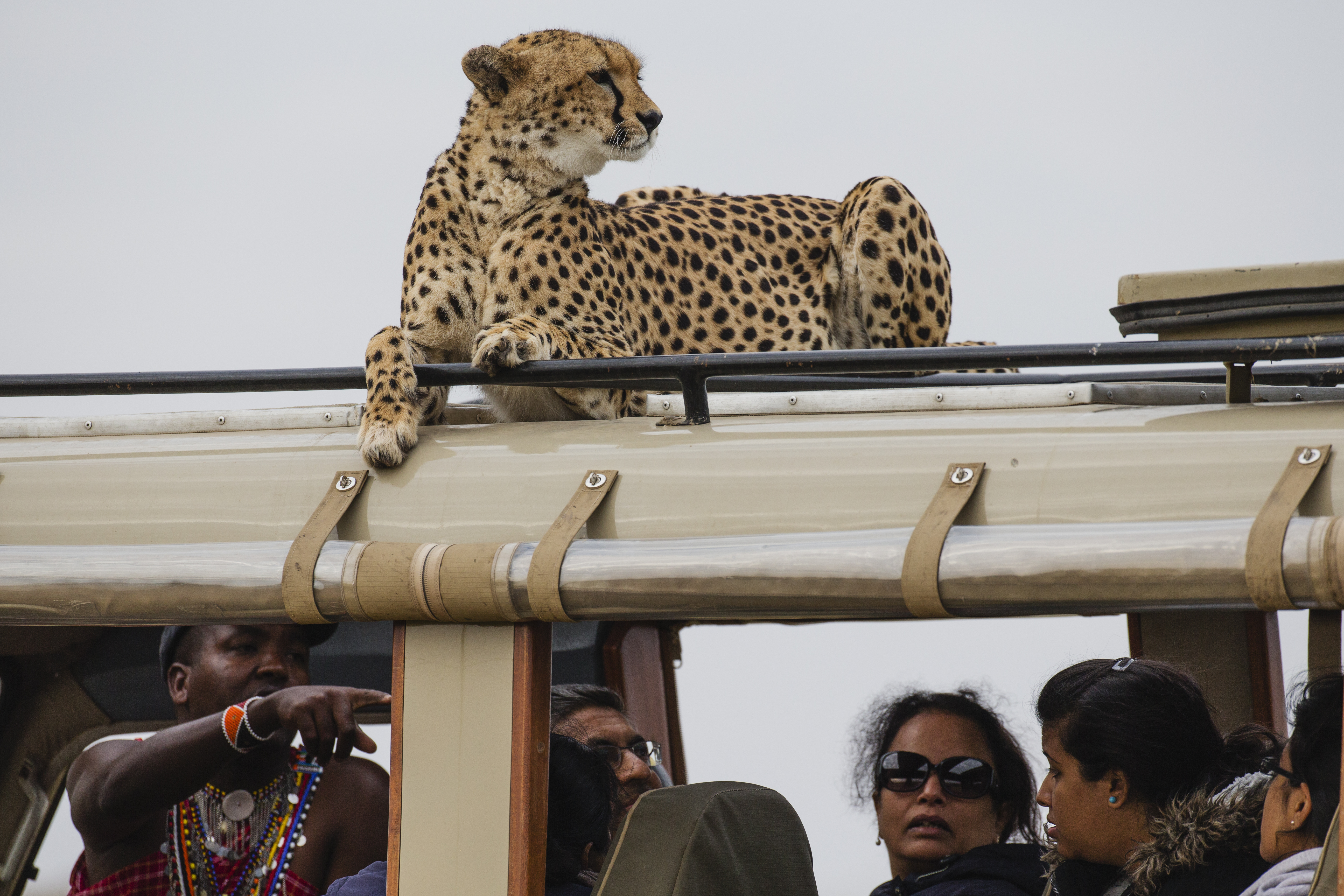 A cheetah on a vehicle
