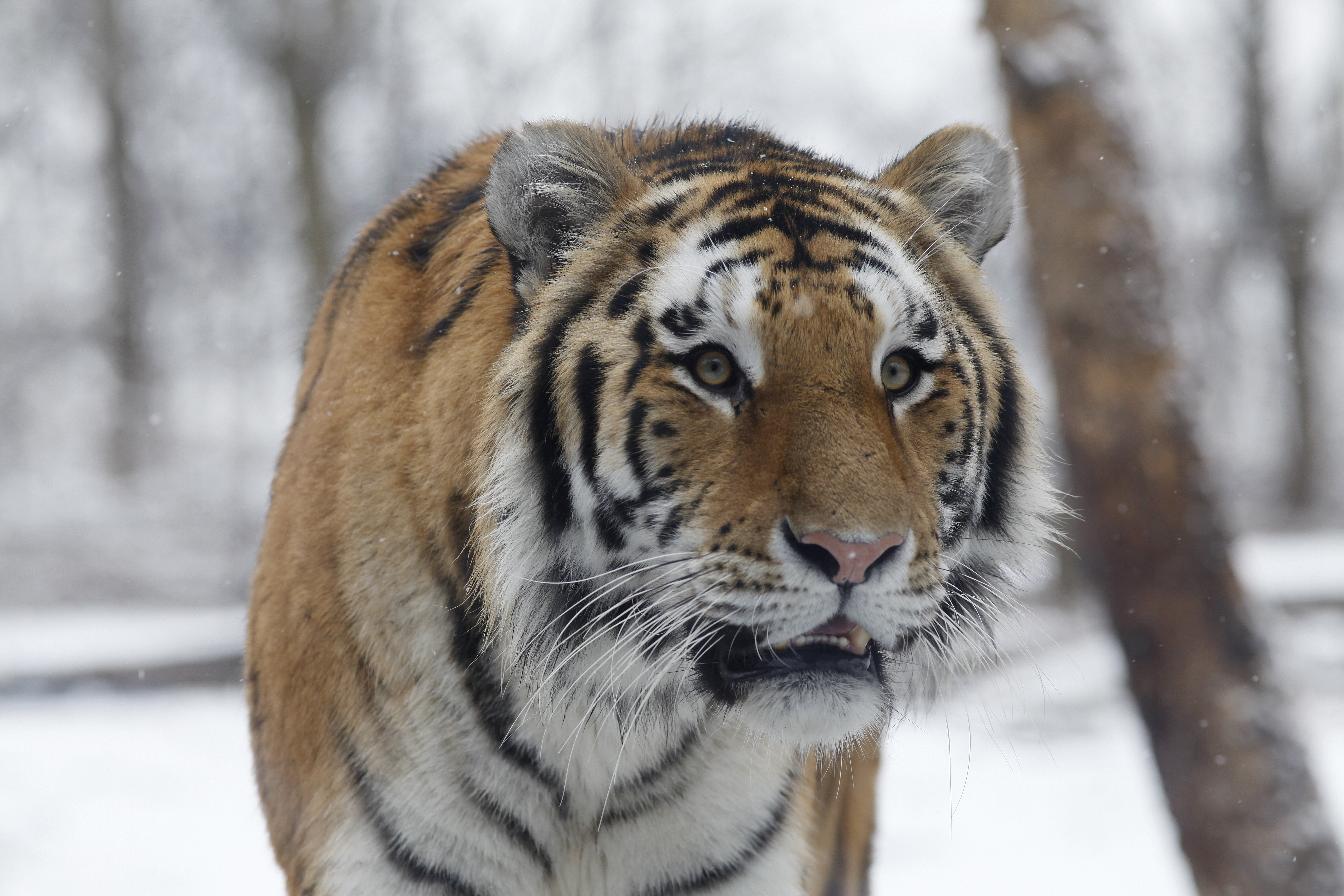 Winter at the Bronx Zoo