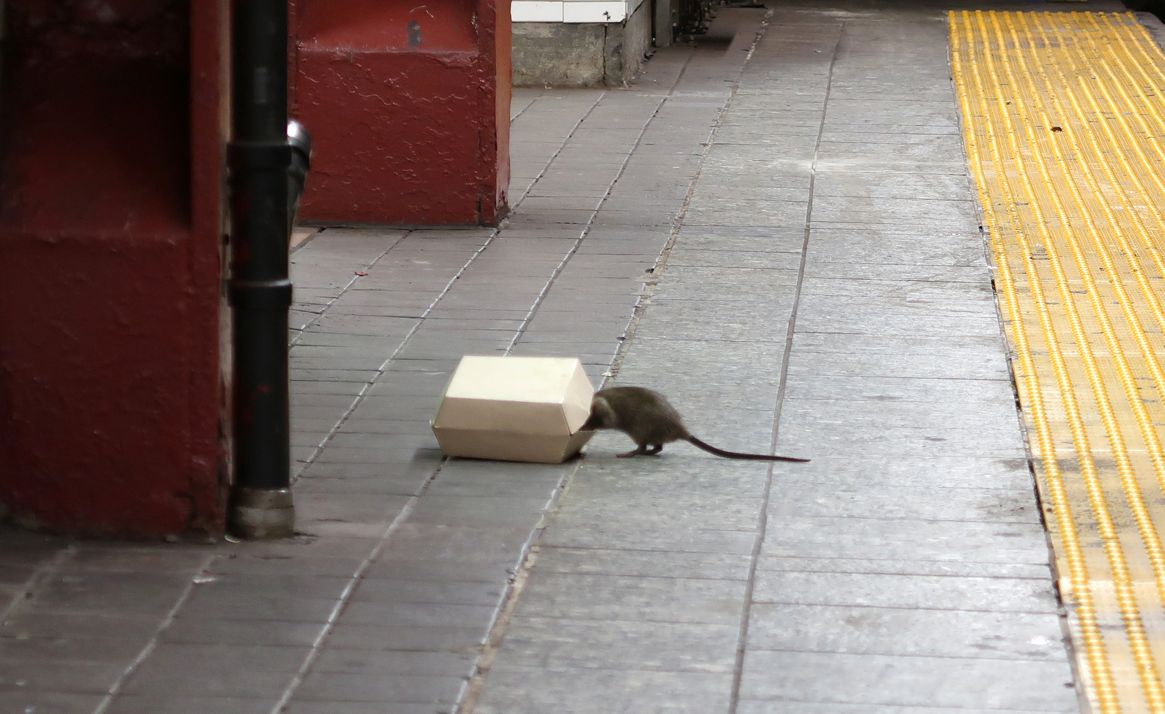 Rat in a New York City Subway Station