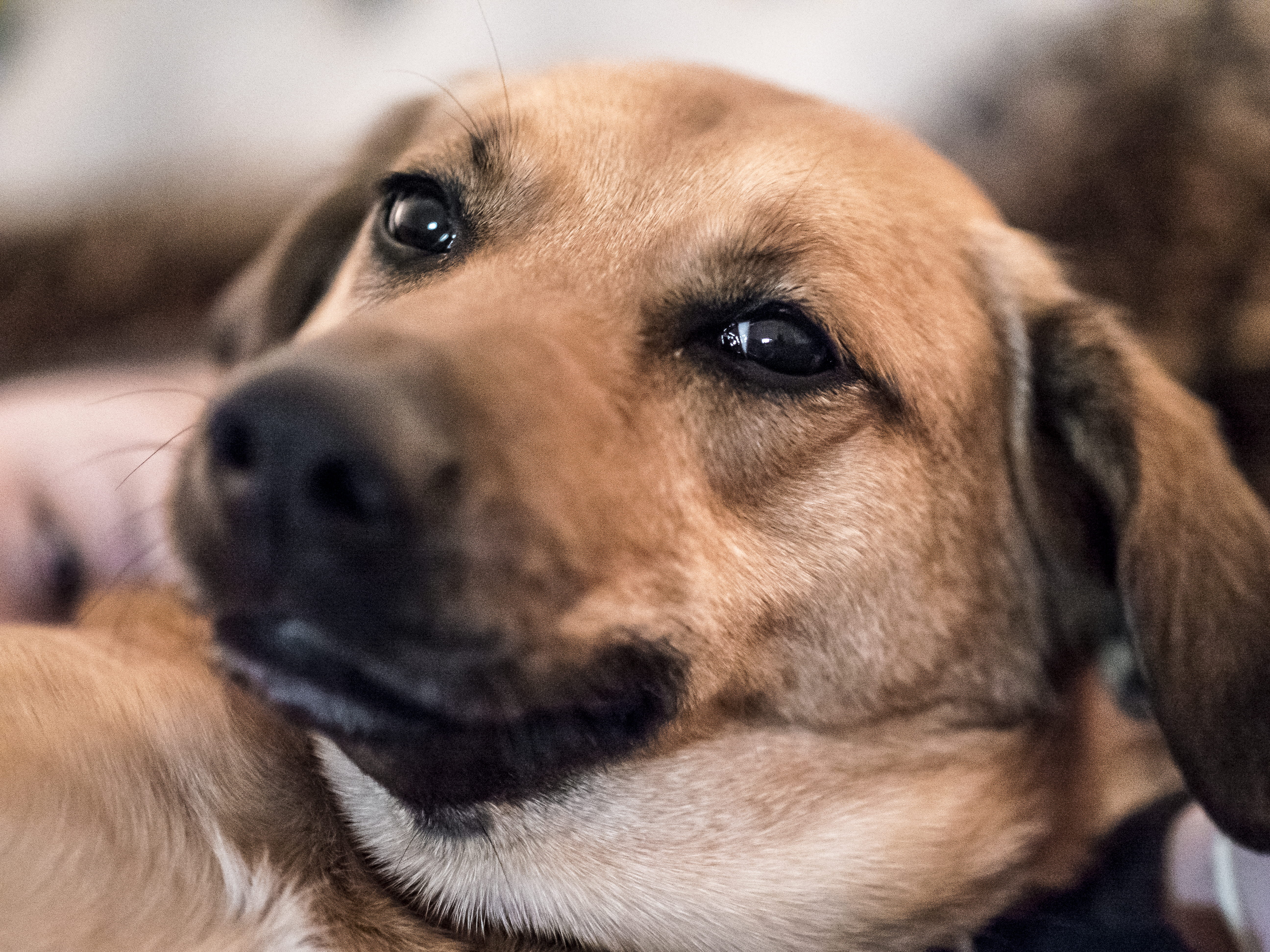 Pet Selfie