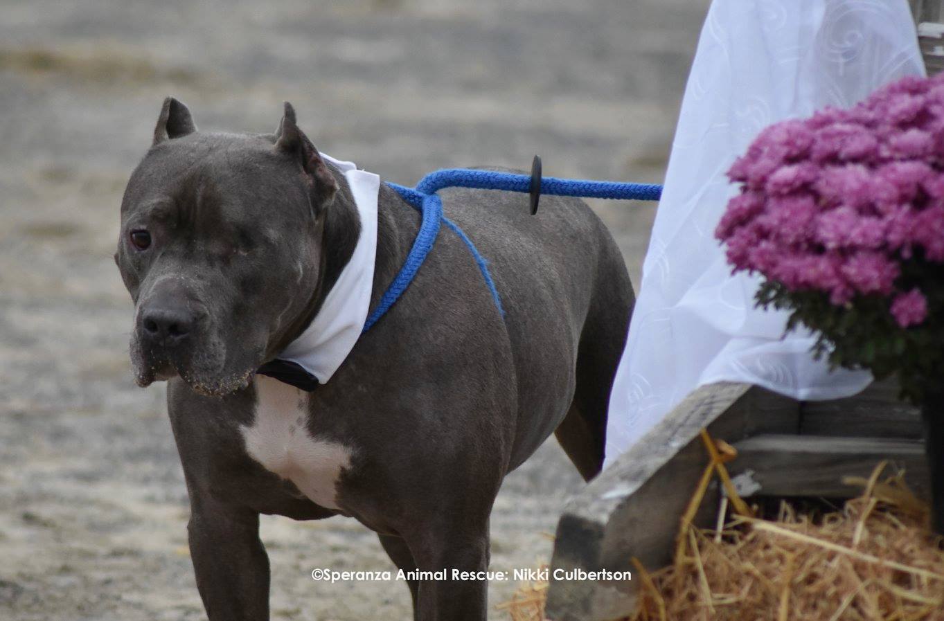 Cute Pitbull Pair Tie the Knot and Get Their Furry-Tail Ending