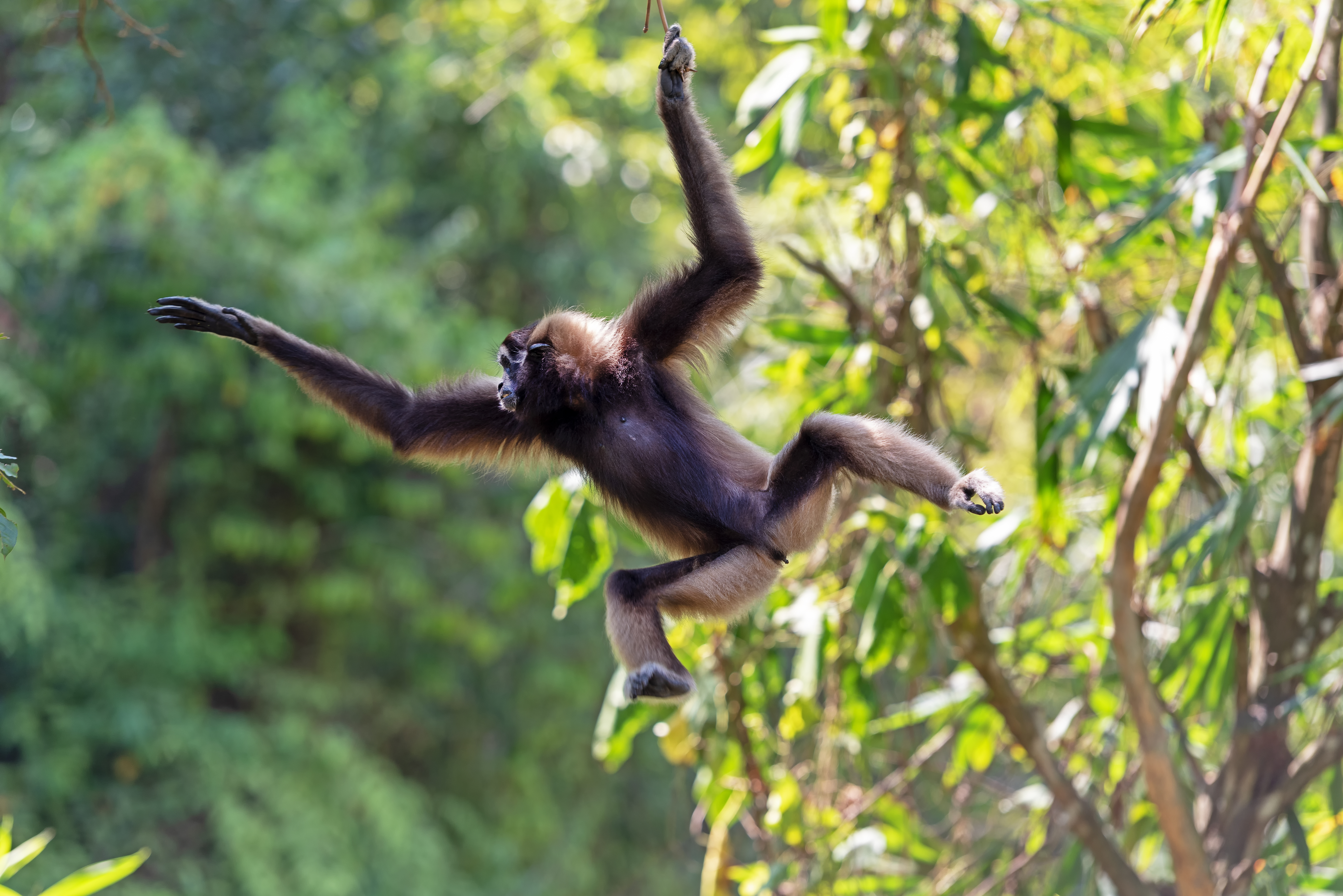 monkey
