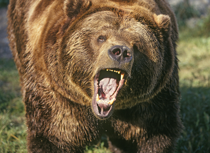 Grizzly Bear